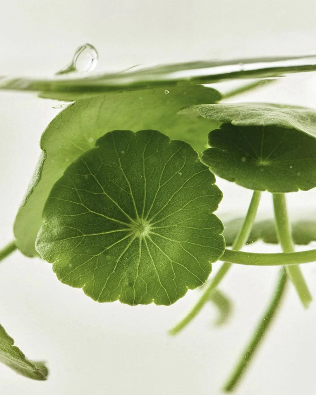 Beauty of Joseon, Light On Serum Centella + Vita C 30ml